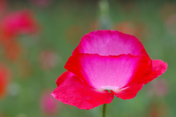 Fototapeta premium ポピー