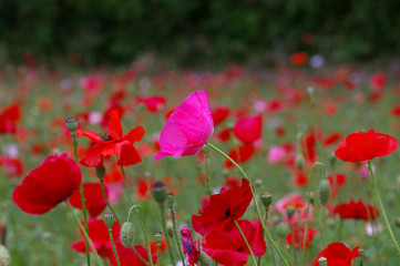 Obraz premium ポピー