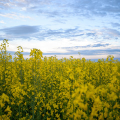 agricultural field