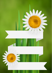 Flower bacgkround with ribbon and daisy, empty space for text