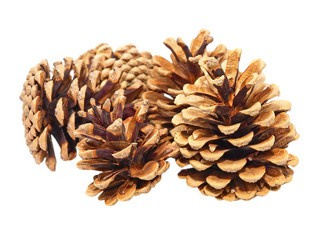 Few fir cones.Isolated.