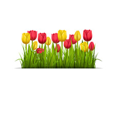 Green grass lawn with yellow and red tulips isolated on white. F