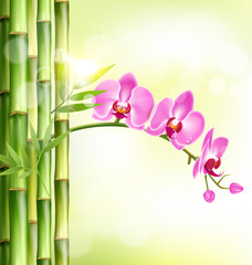 Orchid pink flowers with bamboo and sunlight on light-green back