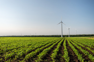 Green field of barley and wind turbines generating electricity