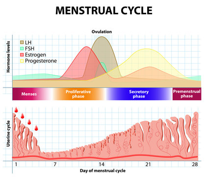 Menstrual cycle. endometrium and hormone