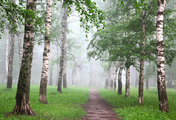 Obraz premium Early morning in mist birch grove