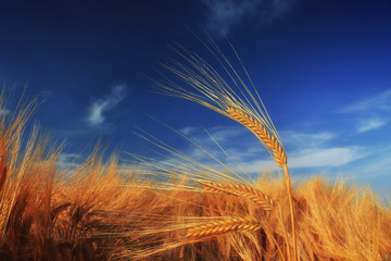 Wheat field against a blue sky