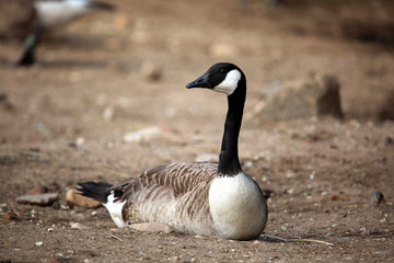 Canada goose (Branta canadensis).