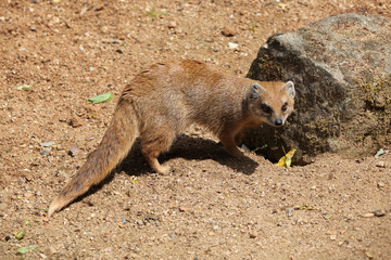 Yellow mongoose (Cynictis penicillata)