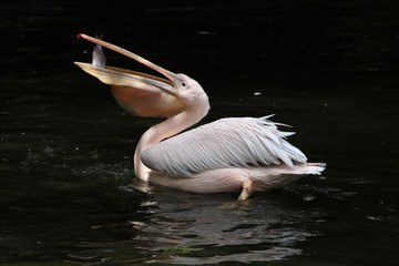 Great white pelican (Pelecanus onocrotalus)