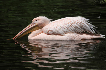 Great white pelican (Pelecanus onocrotalus)