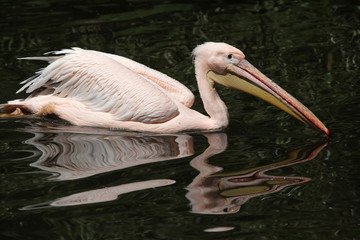 Great white pelican (Pelecanus onocrotalus)