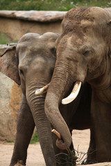 Naklejka premium Indian elephants (Elephas maximus indicus)