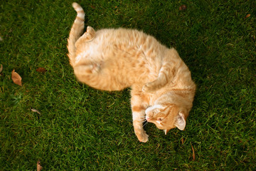 Cat in it´s surrounding