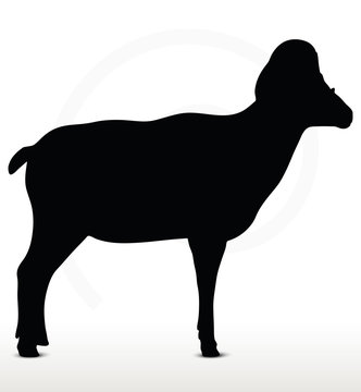 big horn sheep  silhouette in standing  pose