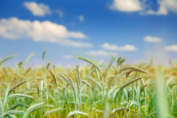 Wheat in a field