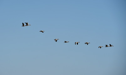 Graugänse fliegen