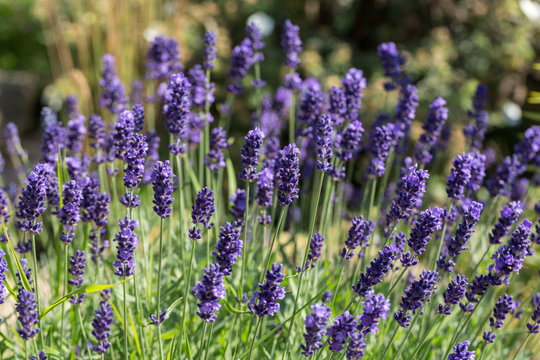 Garden with the flourishing lavender © wjarek