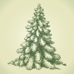 Fir in forest glade. Vector sketch