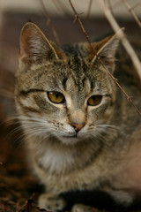 Cat and it¨s surorunding