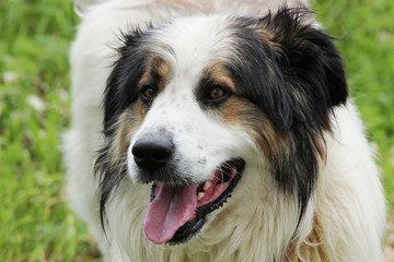 Mountain sheep dog Tornjak