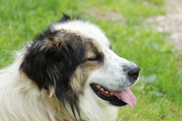 Mountain sheperd dog Tornjak