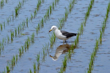 田んぼにカモメ