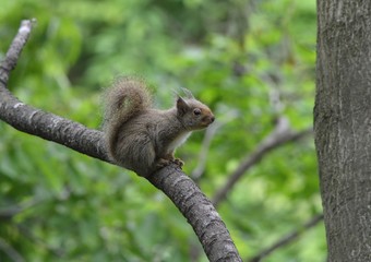 野生のリス