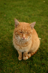 Cat and it&uml;s surorunding