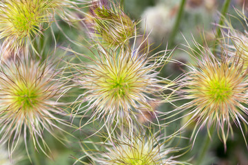 flower of the pasqueflower in the garden