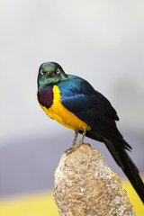 Close up shot of Gold-Breasted Starling