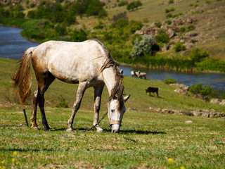 Grazing horses