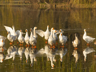 Gaggle on the frozen lake