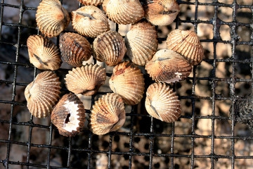 cockles on the grill.