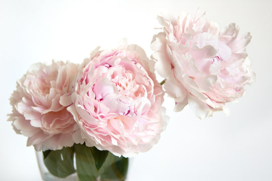 Fototapeta soft pink peonies 1