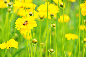 Yellow Flowers and a Bee, Vinnitsa, Uktaine