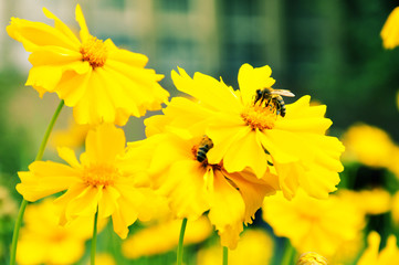 A Bee on a Yellow Flower