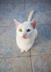 Nice white cat is sitting on the tile