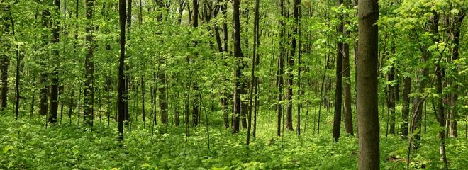 Poster de jardin  Spring tree landscape  © SNEHIT PHOTO