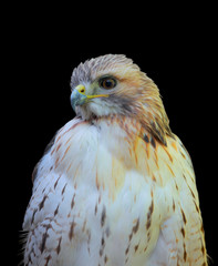 White hawk on black background