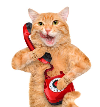 Cat talking on the phone.