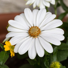 Fototapeta premium White cape daisy in garden