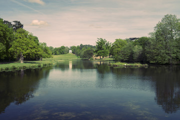 Fototapeta na wymiar Swans in a lake in a Surrey park.