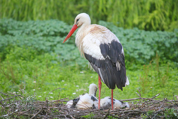 stork with chicks in the nest