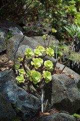 Flowers for your design