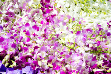 orchid background