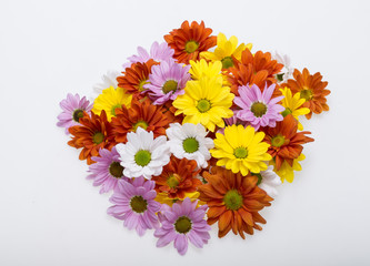 Close up of the colorful chrysanthemum flowers