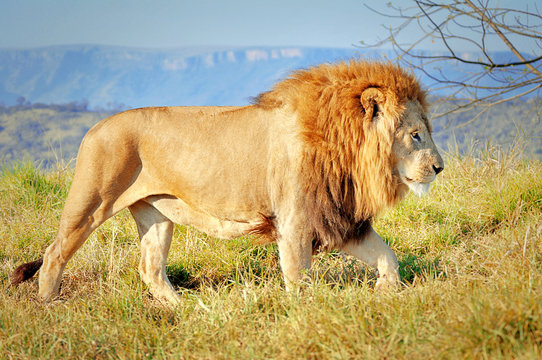 Lion in the Lion Park, Kwazulu Natal, South Africa