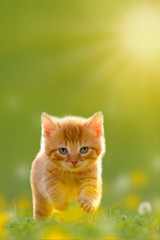 Junge Katze springt über eine Wiese