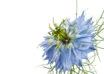 knapweed flower